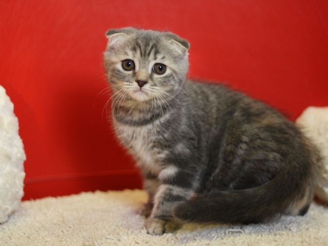 スコティッシュフォールドの子猫画像