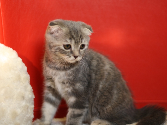 スコティッシュフォールドの子猫画像