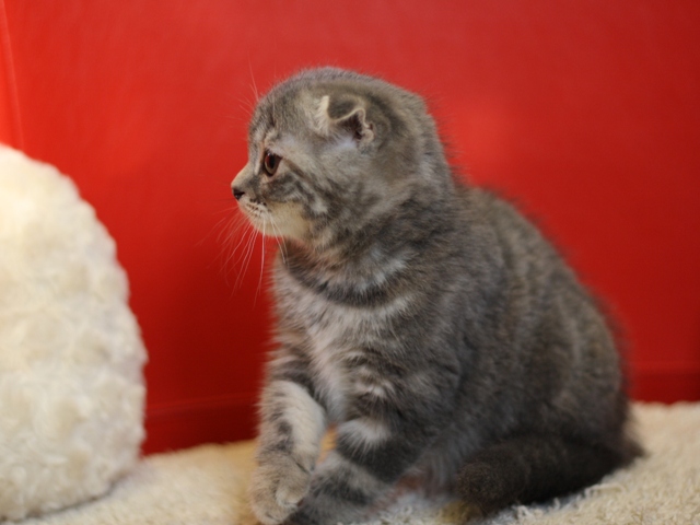スコティッシュフォールドの子猫画像