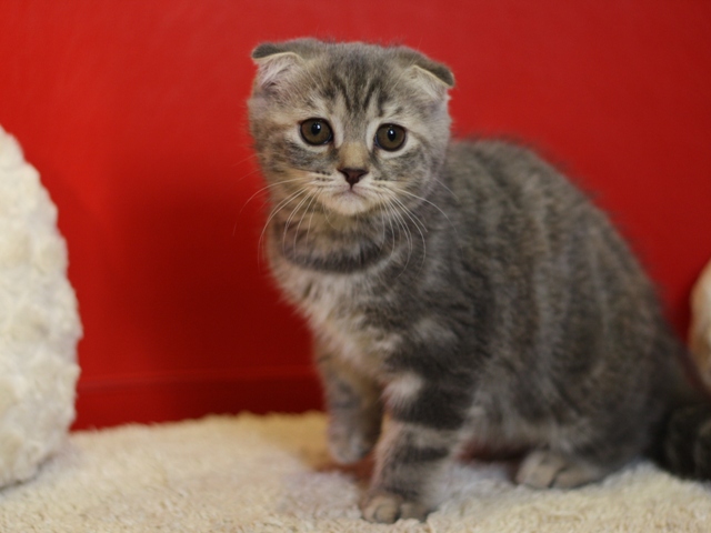 スコティッシュフォールドの子猫画像