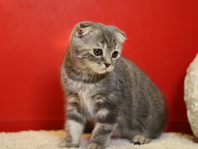 スコティッシュフォールドの子猫画像