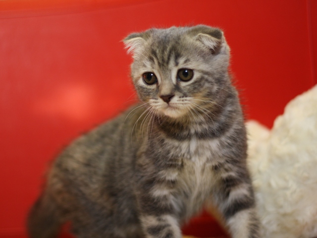 スコティッシュフォールドの子猫画像