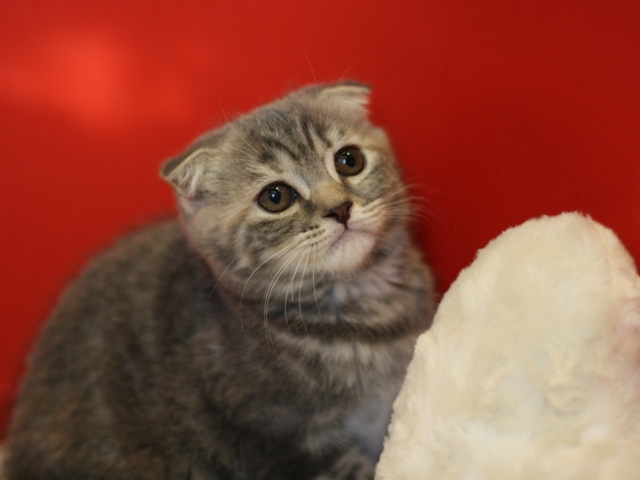 スコティッシュフォールドの子猫画像