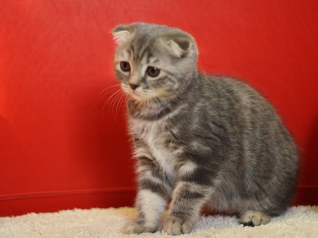 スコティッシュフォールドの子猫画像