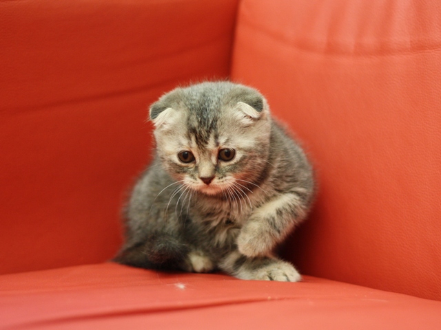 スコティッシュフォールドの子猫画像