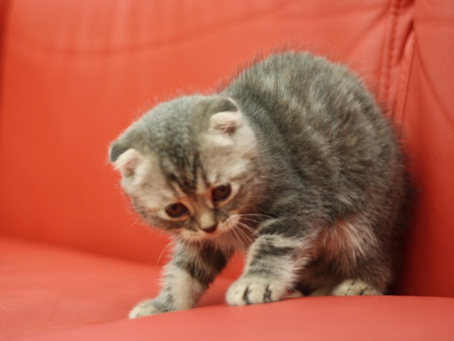 スコティッシュフォールドの子猫画像