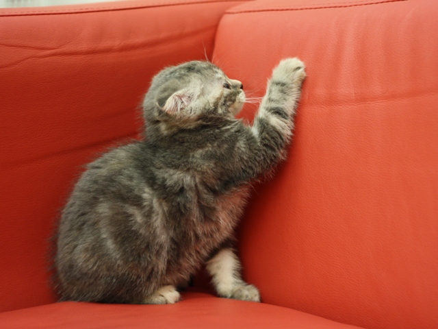 スコティッシュフォールドの子猫画像
