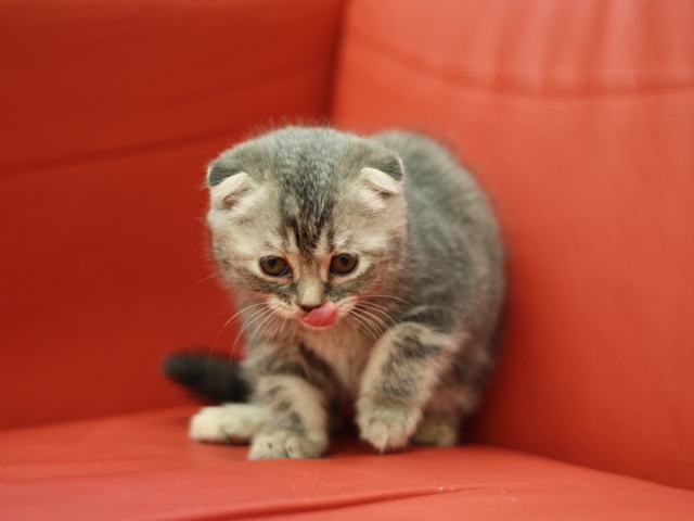 スコティッシュフォールドの子猫画像