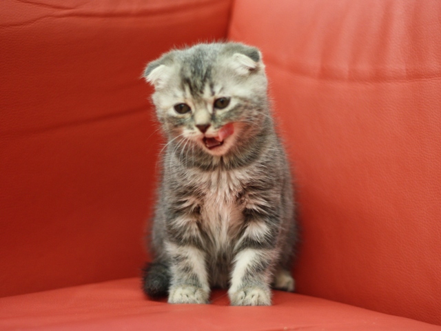 スコティッシュフォールドの子猫画像