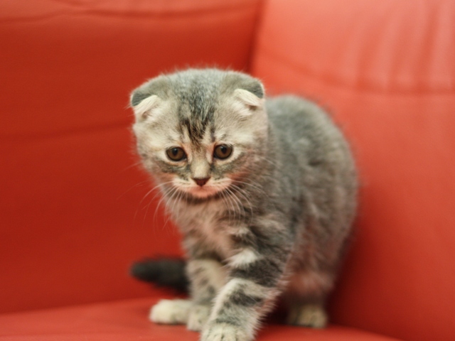 スコティッシュフォールドの子猫画像