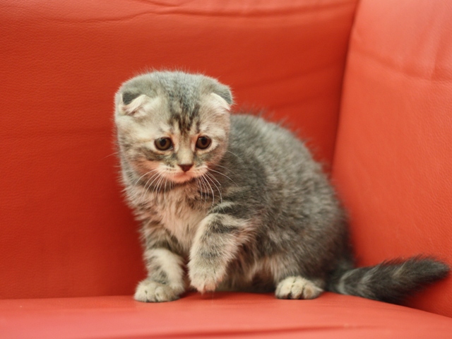 スコティッシュフォールドの子猫画像