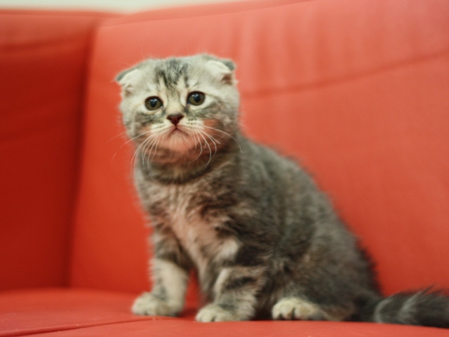 スコティッシュフォールドの子猫画像