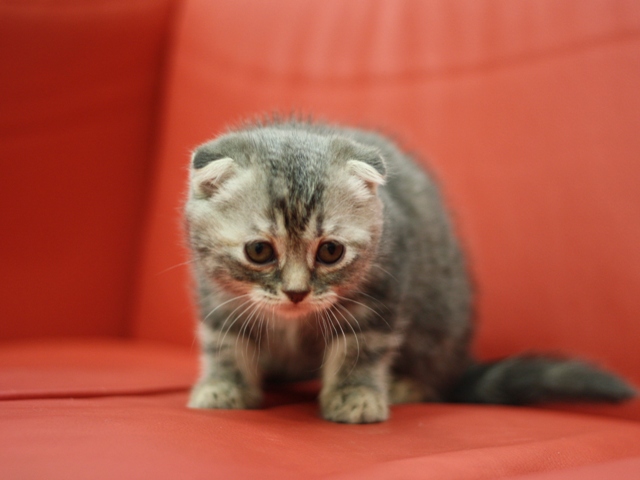スコティッシュフォールドの子猫画像