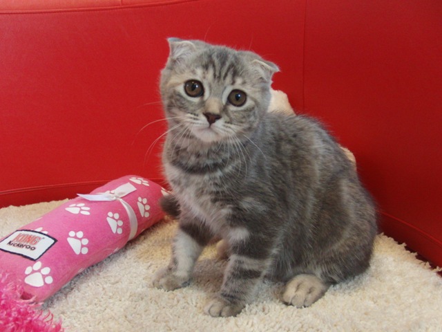 スコティッシュフォールドの子猫画像