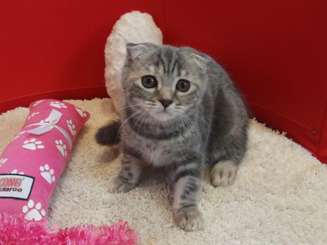 スコティッシュフォールドの子猫画像