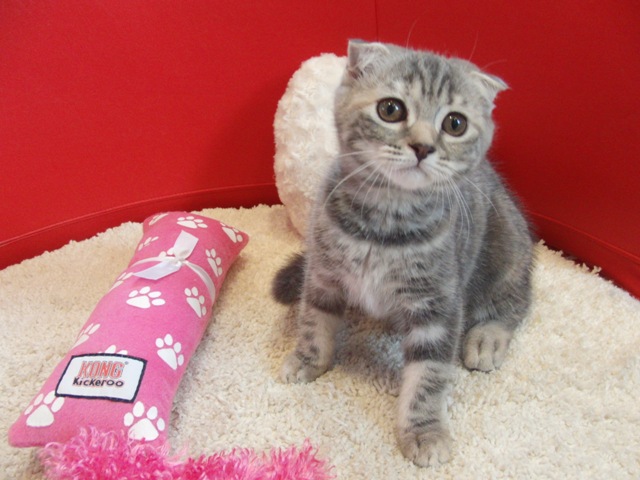 スコティッシュフォールドの子猫画像