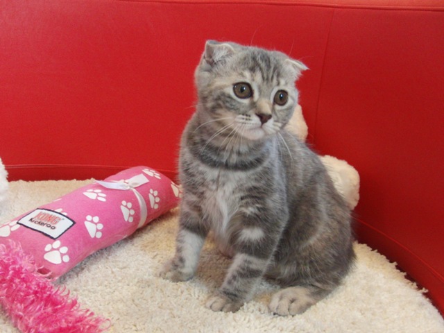 スコティッシュフォールドの子猫画像