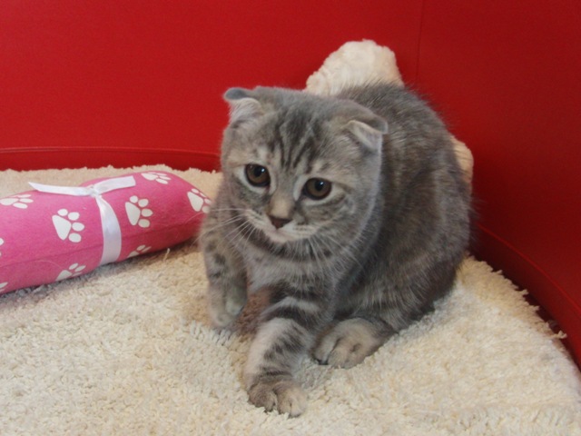 スコティッシュフォールドの子猫画像