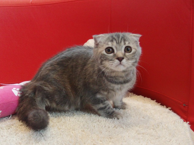 スコティッシュフォールドの子猫画像