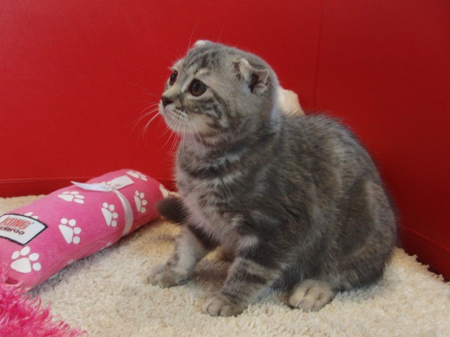 スコティッシュフォールドの子猫画像