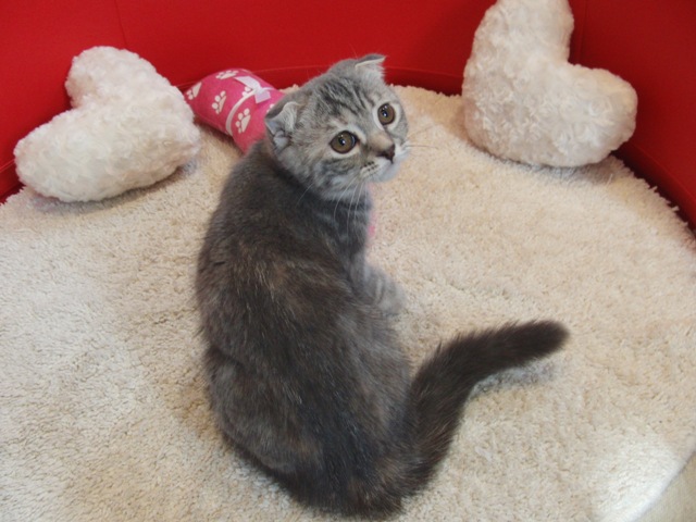 スコティッシュフォールドの子猫画像