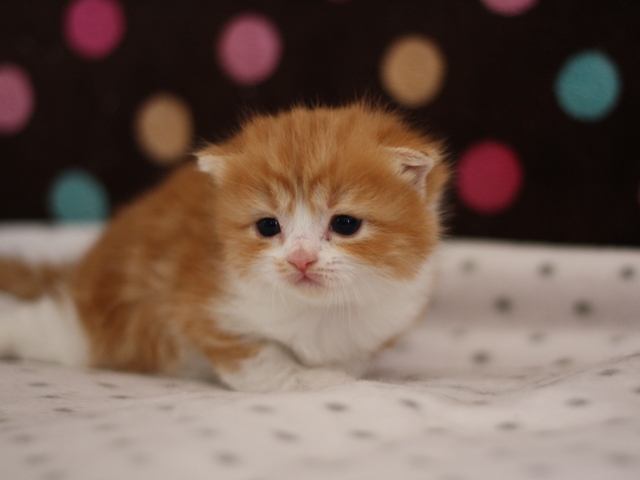 スコティッシュフォールドの子猫画像