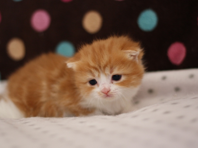 スコティッシュフォールドの子猫画像