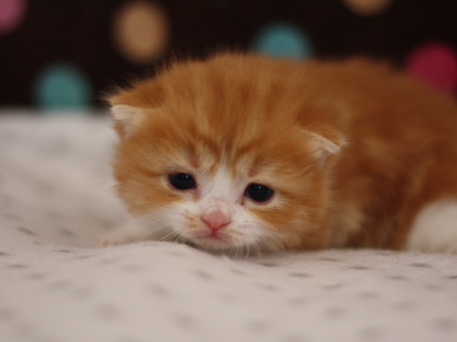 スコティッシュフォールドの子猫画像