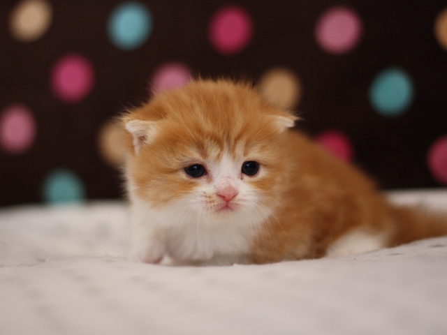 スコティッシュフォールドの子猫画像