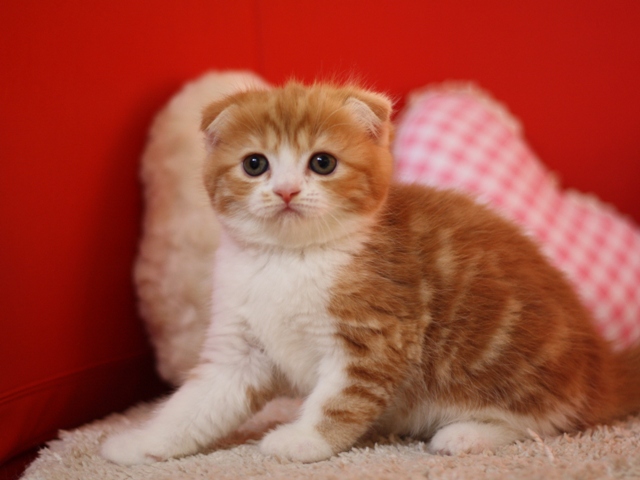 スコティッシュフォールドの子猫画像