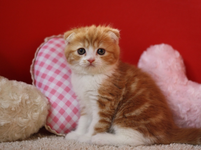 スコティッシュフォールドの子猫画像