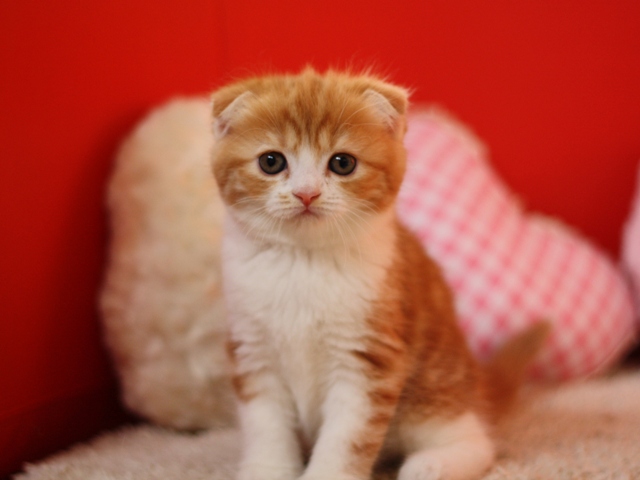 スコティッシュフォールドの子猫画像
