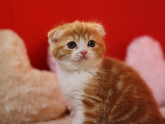 スコティッシュフォールドの子猫画像