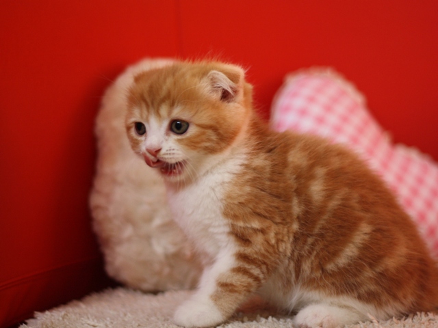 スコティッシュフォールドの子猫画像