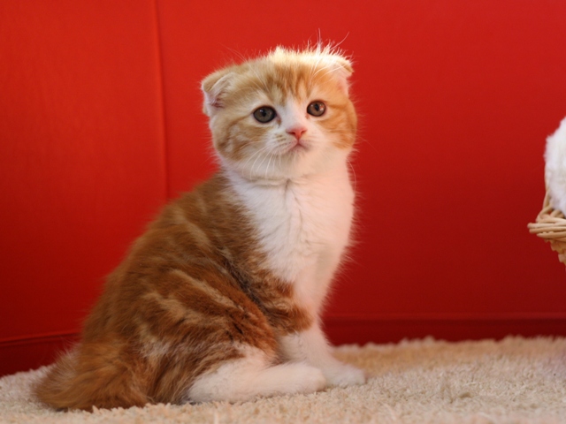 スコティッシュフォールドの子猫画像