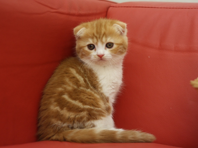 スコティッシュフォールドの子猫画像