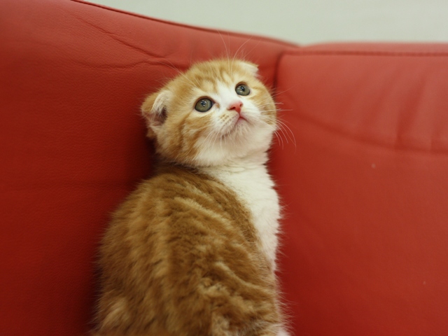 スコティッシュフォールドの子猫画像