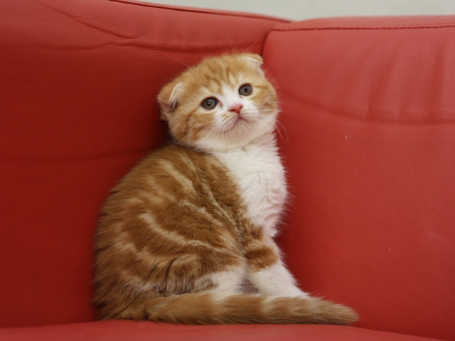 スコティッシュフォールドの子猫画像