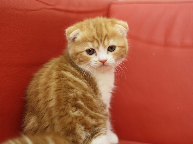 スコティッシュフォールドの子猫画像