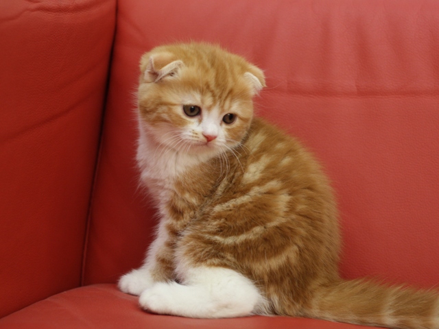 スコティッシュフォールドの子猫画像