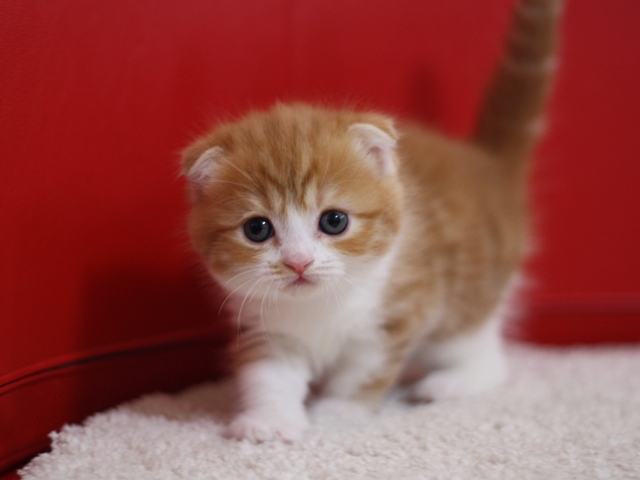 スコティッシュフォールドの子猫画像