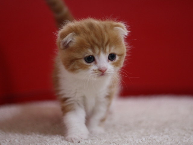 スコティッシュフォールドの子猫画像