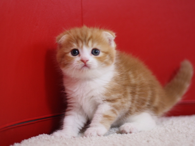 スコティッシュフォールドの子猫画像