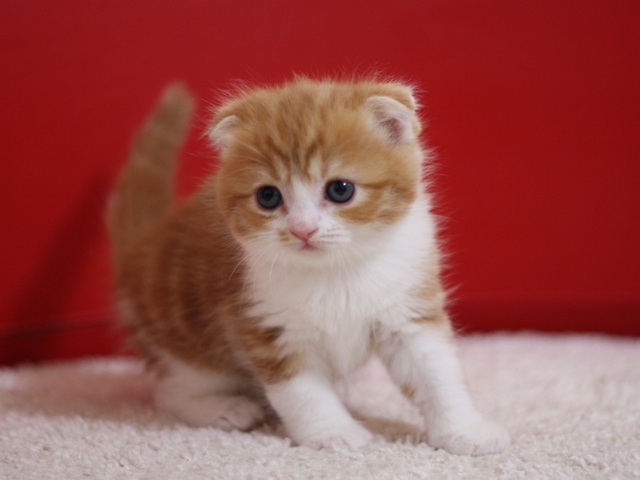 スコティッシュフォールドの子猫画像