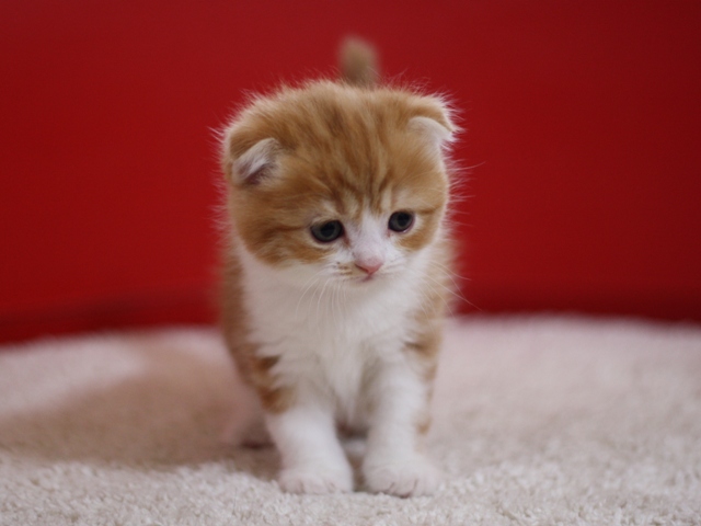 スコティッシュフォールドの子猫画像
