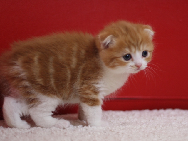 スコティッシュフォールドの子猫画像