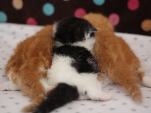 スコティッシュフォールドの子猫画像