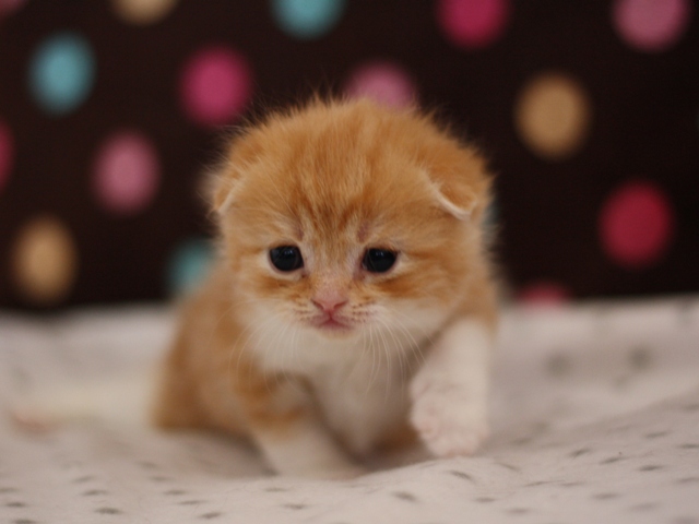 スコティッシュフォールドの子猫画像