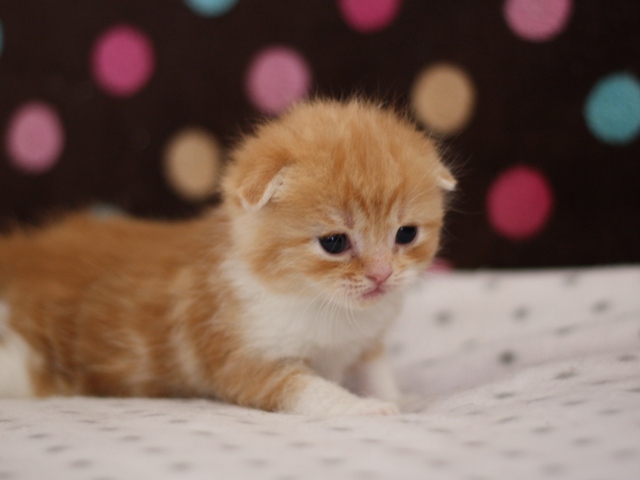 スコティッシュフォールドの子猫画像