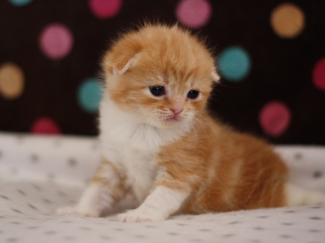スコティッシュフォールドの子猫画像